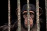 Western Chimpanzee (<em>Pan troglodytes verus</em>) juv., Abidjan Zoo, CÔTE D’IVOIRE (IVORY COAST)